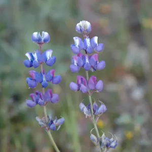 Lupinus nanus