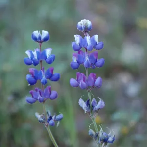 Lupinus nanus