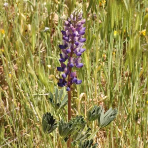 Lupinus succulentus
