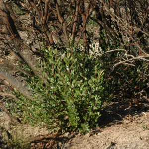 Stump sprouts after Tea Fire