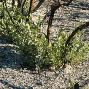 Strump sprouts after Tea Fire