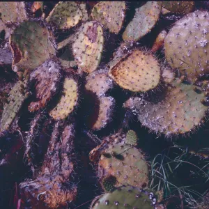 close-up of prickly pear cactus paddles effected by cochineal insects